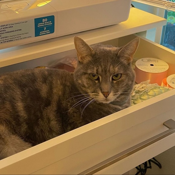 Hai cuties!! βΊοΈπ«Άπ»πΈππ¦
Thank you so much for checking out my boutique! - Picture 4 of 4